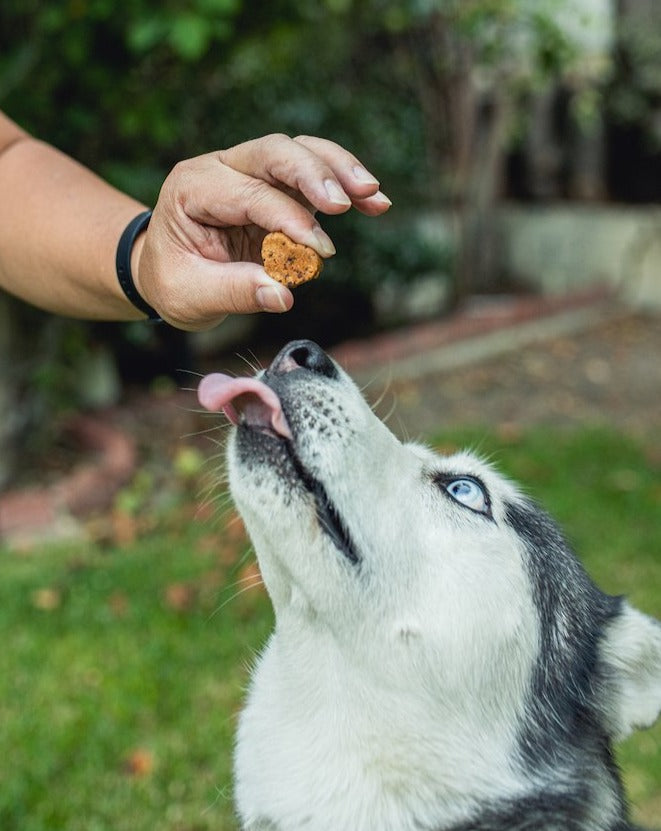 ADAPTOGEN BITES - FURRY + SHINY - SALMON - 30 CT